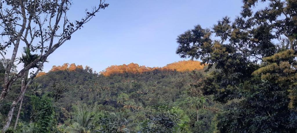 Linn View Home Stay Munnar Buitenkant foto